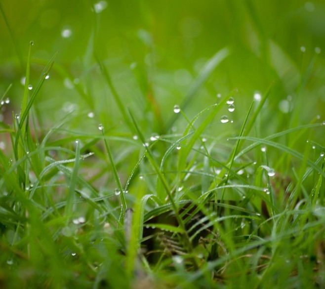 Test Ad as Selling Décor Plant