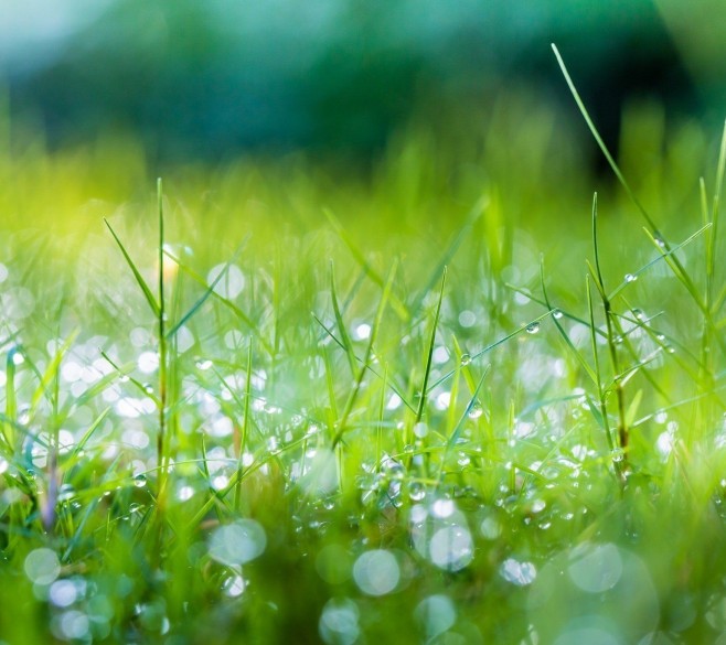 Test Ad as Selling Décor Plant